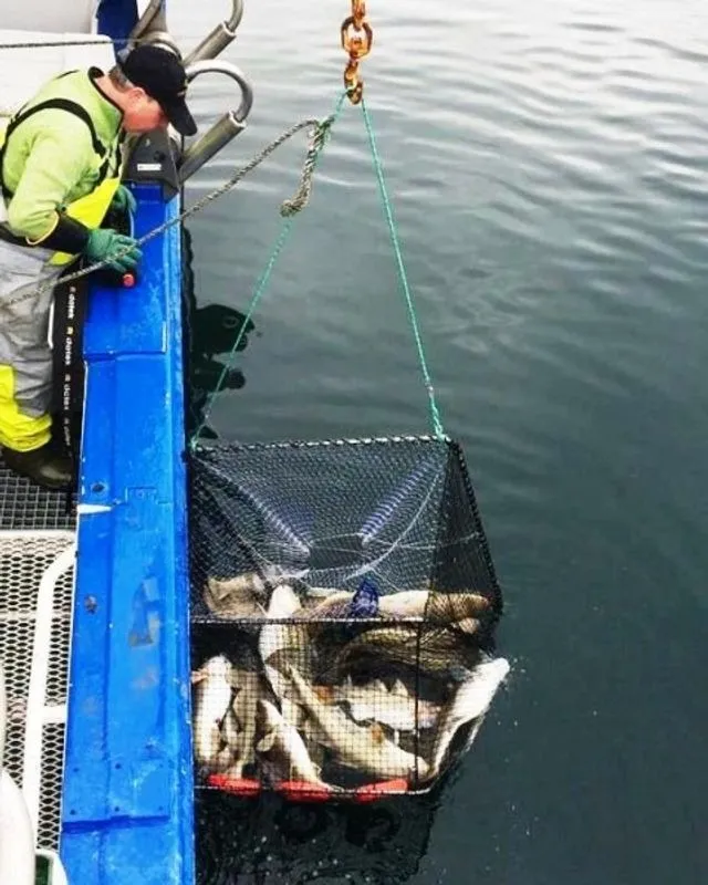 Fisketeine 2. etg   95x65cm - 5,3kg