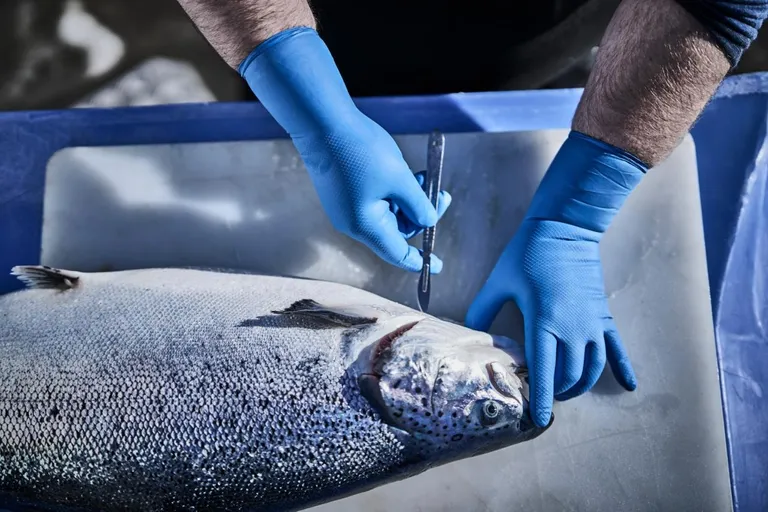 Hanske, Engangshanske, Fishscale, Nitril, Blå
