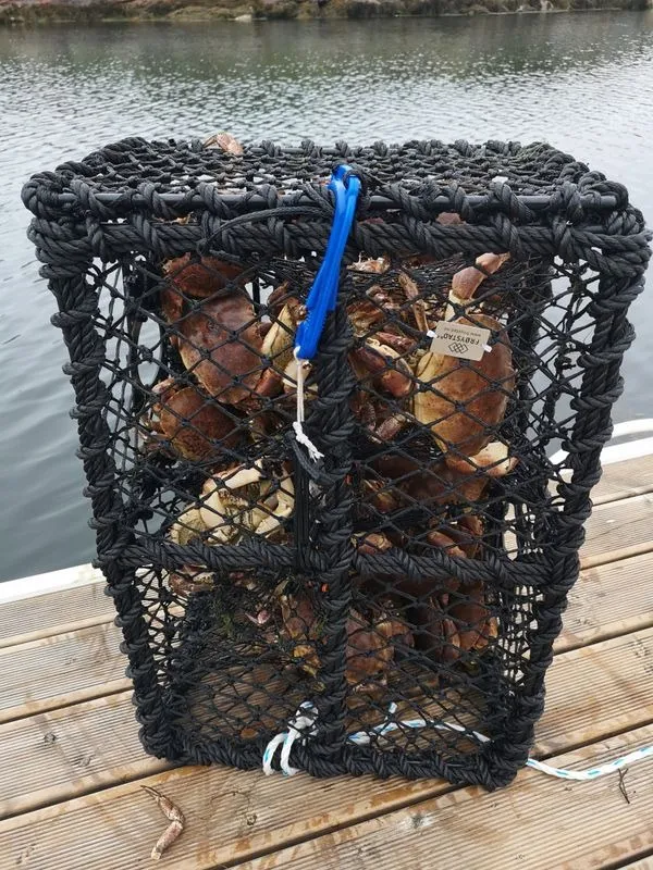 Krabbeteine 62x43x32cm   6,8kg